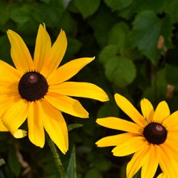 Żółte kwiaty do ogrodu i na balkon