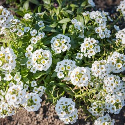 Białe kwiaty do ogrodu - 5 pięknych gatunków