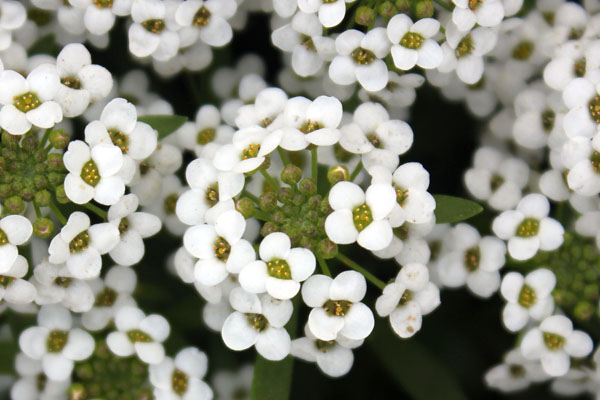 Lobularia maritima
